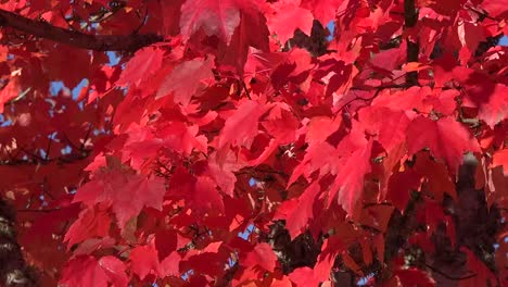 Nature-Red-Leaves-In-The-Breeze-Pan