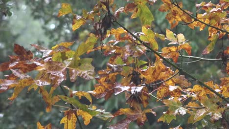 Oregon-Regen-Auf-Herbstblättern-Schwenken-Und-Zoomen