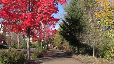 Oregon-Red-Leaves-By-Corvallis-Sidewalk-Pan