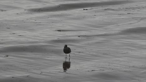 Oregon-Seagull-Walks-On-Beach