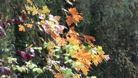 Oregongelbe-Große-Blattahornblätter-Im-Regen