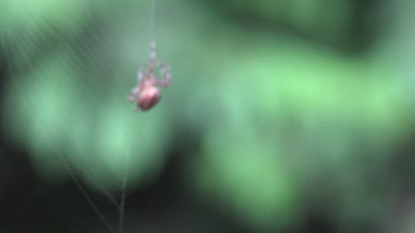 Spider-Comes-Into-Focus