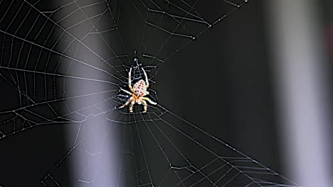 Spinne-Im-Netz