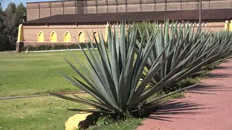 Mexiko-Centinela-Fabrik-Agavenpflanzen