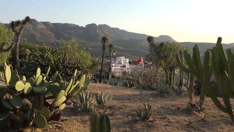 Mexico-Guanajuato-Suburb-Beyond-Desert-Plants