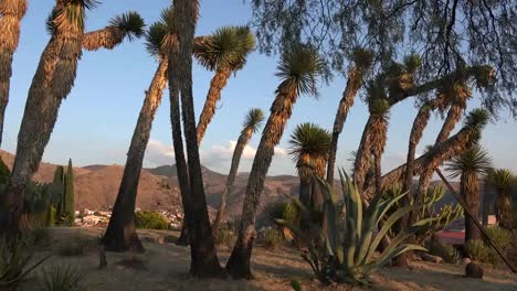 Mexiko-Guanajuato-Baum-Yucca-Und-Maguey-Im-Späten-Abendlicht