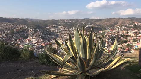 México-Guanajuato-Maguey-Amarillo-Y-Verde