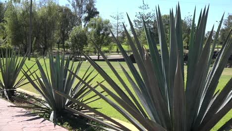 Mexico-Jalisco-Agave-Plants
