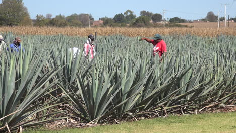 Mexico-Jalisco-Man-In-Red-Shirt-Works-In-Agave-Field