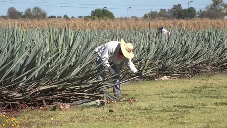 Mexico-Jalisco-Man-Tosses-Agave-Plant