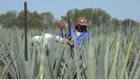Mexico-Jalisco-Men-In-Agave-Field