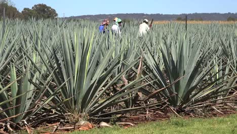 Mexico-Jalisco-Men-Working-In-Agave-Field