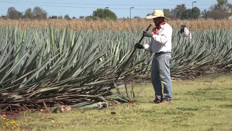 Mexico-Jalisco-Worker-Pulls-Out-Agave-Plant