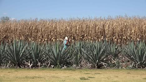 Mexico-Jalisco-Worker-With-Corn-And-Agave