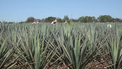 Mexico-Jalisco-Working-Amid-Agave-Plants-Zooms-In