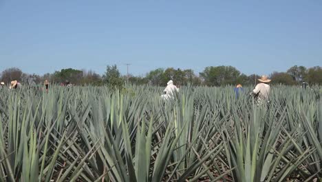 Mexico-Jalisco-Zooms-To-Workers-Amid-Agave-Plants