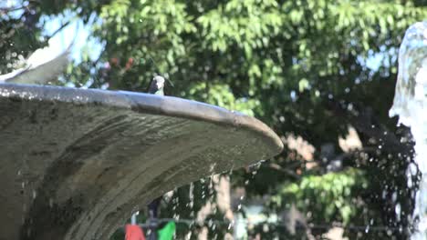 Mexico-Tlaquepaque-Fountain-With-Pigeons