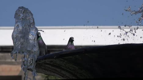 Mexico-Tlaquepaque-Water-In-Fountain-With-Birds