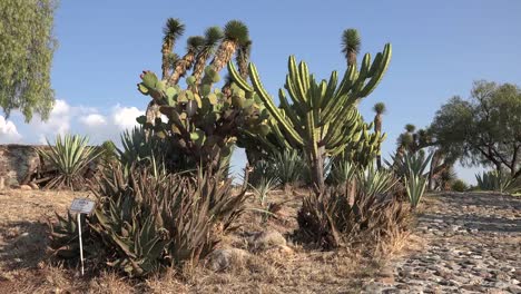 Mexiko-Kakteen-Und-Yucca-Unter-Blauem-Himmel