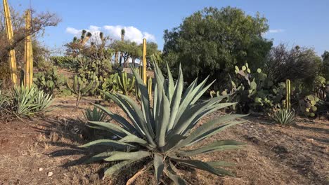 Mexico-Large-Maguey-Plant-And-Cacti