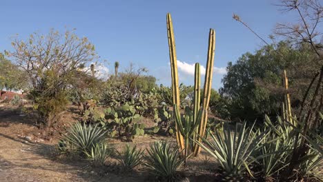 Mexico-Maguey-And-Cactus