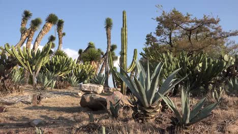 Mexico-Maguey-With-Cacti-And-Yucca-Beyond