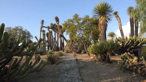 Mexiko-Pfad-Durch-Kakteen-Und-Yucca