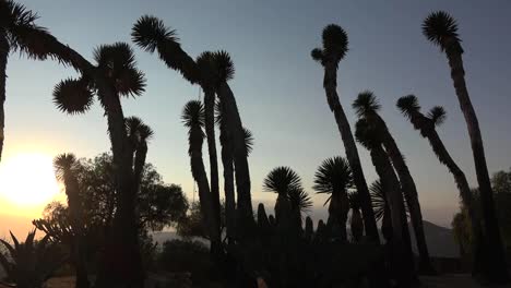 Mexiko-Baum-Yucca-Gegen-Abendhimmel