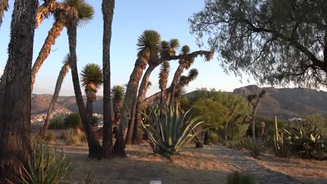 Mexiko-Baum-Yucca-Und-Maguey-In-Goldenem-Licht