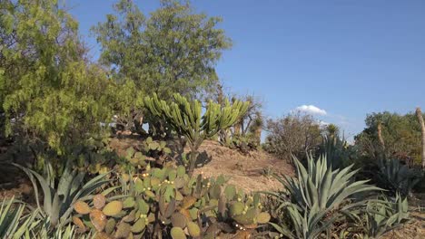 Mexiko-Bäume-Und-Maguey-Mit-Kaktus