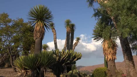 Mexiko-Yucca-Und-Wolke-Am-Blauen-Himmel