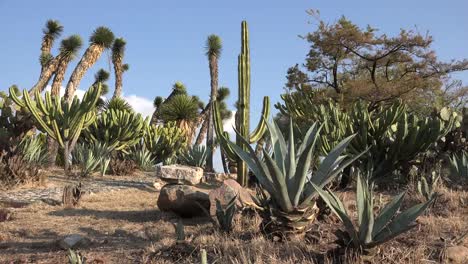 Mexiko-Yucca-Mit-Kaktus-Jenseits