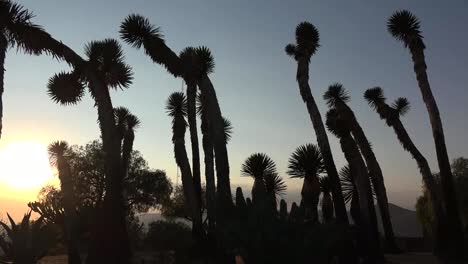 Mexiko-Zoomt-Auf-Baum-Yucca