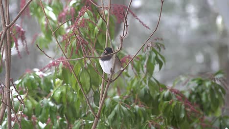 Oregon-Bird-In-Winter-Bush