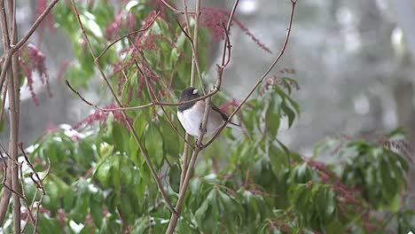 Oregon-Bird-On-Bush-With-Snow-And-Pink-Flowers