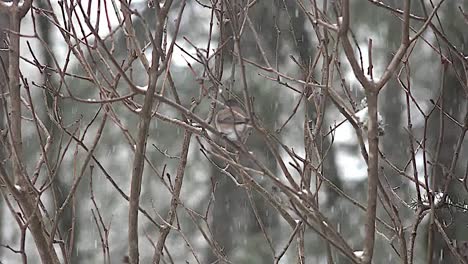 Oregon-Zweige-Schnee-Und-Vogel