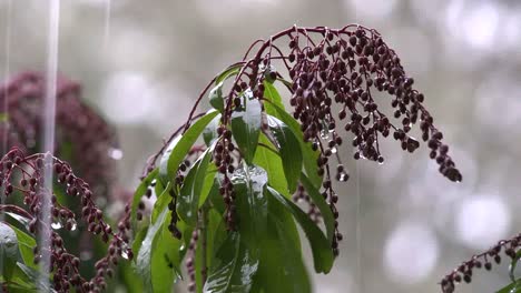 Gotas-De-Lluvia-Goteando-De-Capullos-Rosados