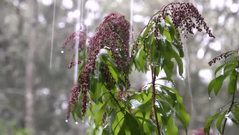 Rain-Pouring-On-Pink-Buds