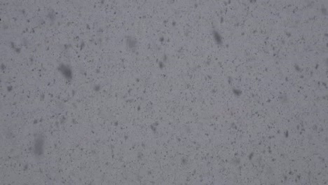 Snow-Falling-In-Large-Flakes-Slow-Motion