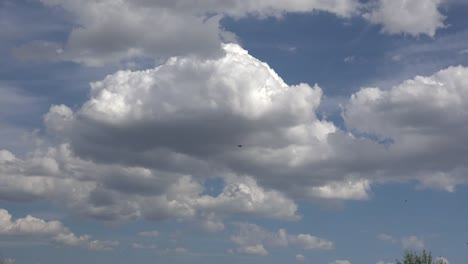 Bird-Flies-Across-Cloud