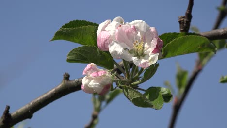 Blütendetail-Im-Obstgarten