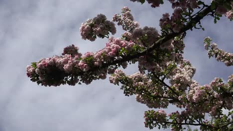 Zweig-Mit-Dicken-Rosa-Blüten