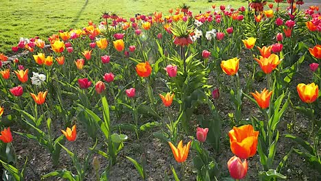 Tulipanes-De-Colores