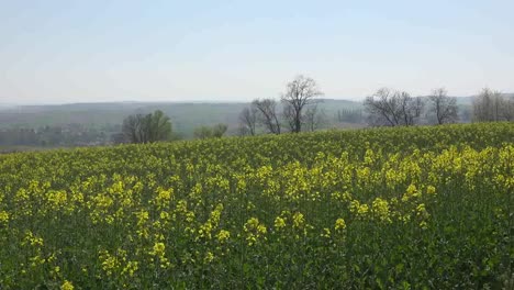 France-Alsace-Crop-Of-Yellow-Rapeseed-Flowers-And-Tree-Zooms-In