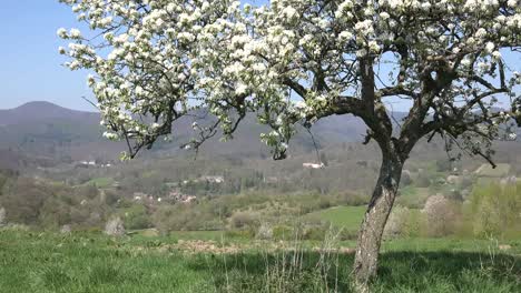 France-Alsace-Fruit-Tree-And-View
