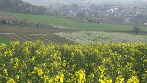 Frankreich-Elsass-Gelbe-Ernte-Und-Obstgartenansicht