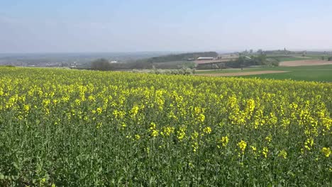 France-Alsace-Yellow-Rapeseed-Flowers-In-Field