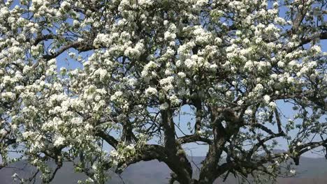Frankreich-Obstbaum-Mit-Blumen-Zoomt-Rein