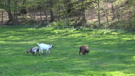 France-Goats-Eating-In-Meadow-By-Woods
