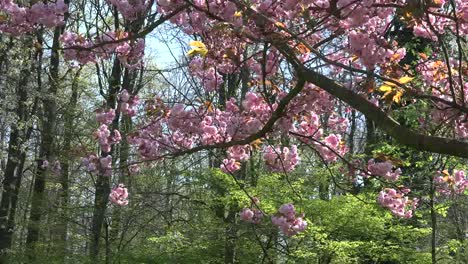 France-Pink-Flowers-And-Green-Woods-Beyond
